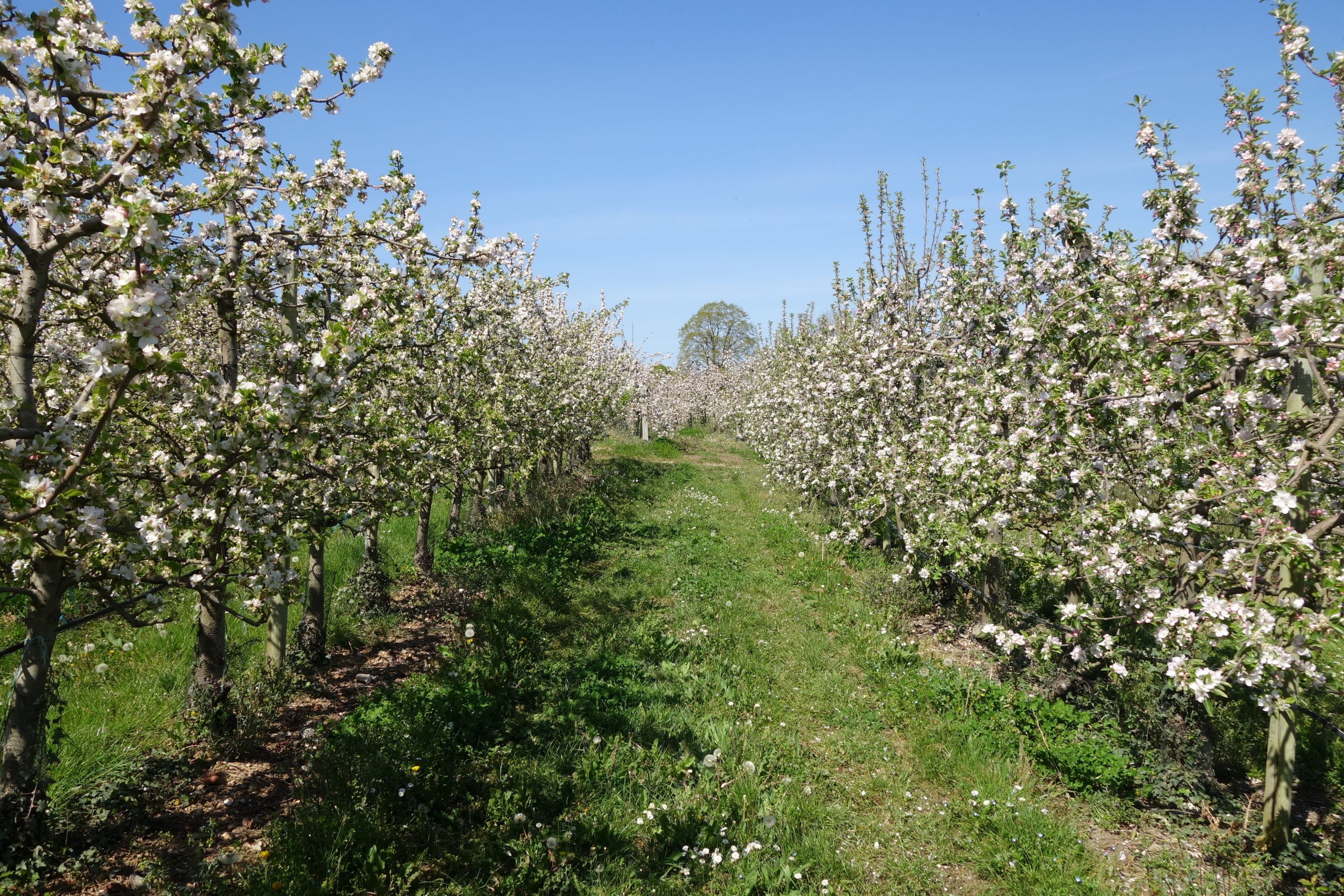 Au printemps dans les Vergers du Ronceray