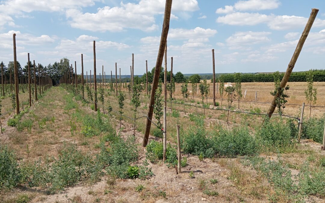 Plantation de Poiriers dans le cadre de notre conversion à l’Agriculture Biologique