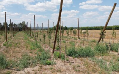 Plantation de Poiriers dans le cadre de notre conversion à l’Agriculture Biologique